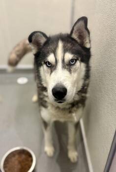 Rescue Husky Dogs for Adoption in Victorville, California - Hawkeye #4009 (607) | PetCurious