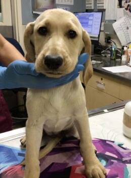 OLLIE -  Labrador Retriever and Mixed Breed Dog for Adoption in Riverside, California - OLLIE | PetCurious