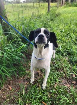 Rescue Beagle Dogs for Adoption in Lorida, Florida - Toasty | PetCurious