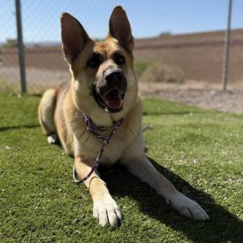 German Shepherd Dog and Mixed Breed Dogs Available for Adoption in Bullhead City, Arizona - Avril Lavigne | PetCurious