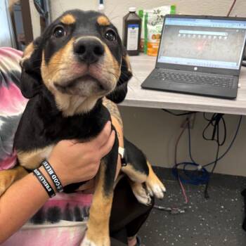 Mixed Breed Dogs Available for Adoption in Columbiana, Alabama - Ryker | PetCurious