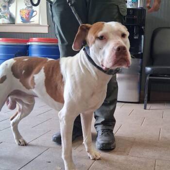 Mixed Breed Dogs Available for Adoption in Huntington, West Virginia - Cannoli | PetCurious