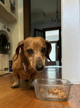 Molly -  Dachshund Dog for Adoption in Jacksonville, Florida - Molly | PetCurious