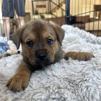 Koda -  Rottweiler and Mixed Breed Dog for Adoption in Phoenix, Arizona - Koda | PetCurious