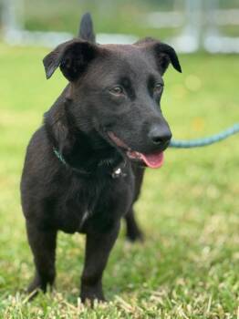 Terrier Dogs Available for Adoption in Toronto, Ontario - Ayo | PetCurious