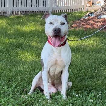 American Bully Dogs Available for Adoption in Waterloo, Iowa - Ducky | PetCurious