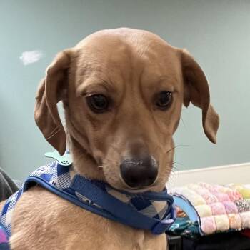 Dachshund and Mixed Breed Dogs Available for Adoption - Rolex | PetCurious