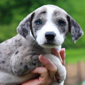 Catahoula Leopard Dog and Mixed Breed Dogs Available for Adoption in Eastford, Connecticut - CT Oyster Avail May 30 (Ellington, CT) | PetCurious