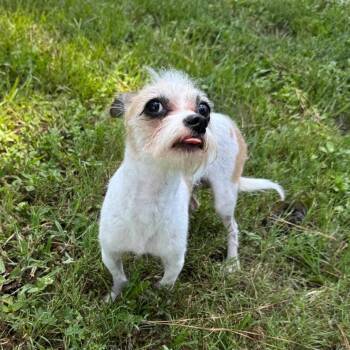 Raptor -  Chihuahua and Terrier Dog for Adoption in Houston, Texas - Raptor | PetCurious