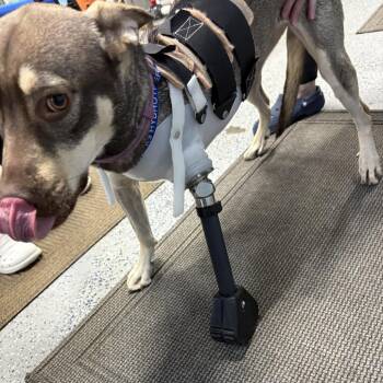 Fawn -  Mixed Breed Dog for Adoption in Santa Fe, Texas - Fawn | PetCurious