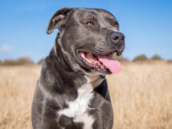 SHAQ -  Mixed Breed Dog for Adoption in Santa Fe, New Mexico - SHAQ | PetCurious