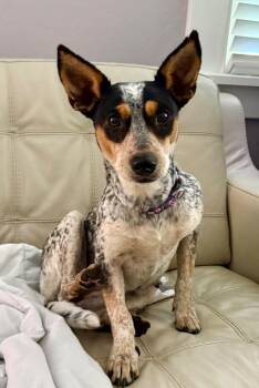 Tillie Mae -  Australian Cattle Dog Blue Heeler and Mixed Breed Dog for Adoption in Little Rock, Arkansas - Tillie Mae | PetCurious