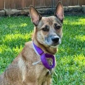 Sangria Sharon -  German Shepherd Dog Dog for Adoption in Houston, Texas - Sangria Sharon | PetCurious