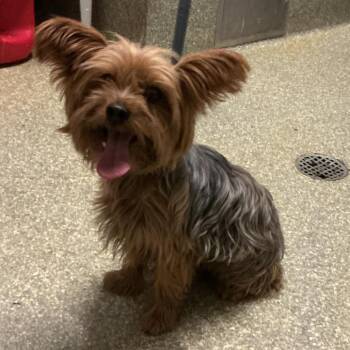 IVHS-A-143217 -  Yorkshire Terrier Dog for Adoption in San Gabriel, California - IVHS-A-143217 | PetCurious
