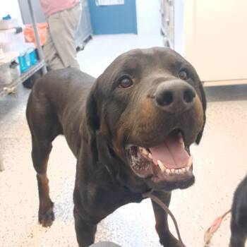 Rottweiler and Mixed Breed Dogs Available for Adoption in Hattiesburg, Mississippi - Ricardo | PetCurious
