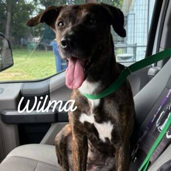 Wilma -  Mixed Breed Dog for Adoption in Buchanan Dam, Texas - Wilma | PetCurious