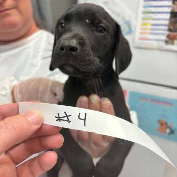 Rewind -  Mixed Breed Dog for Adoption in Parkersburg, West Virginia - Rewind | PetCurious
