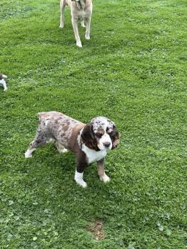 Rescue Cocker Spaniel Dogs for Adoption in Brockport, New York - Bouncer | PetCurious