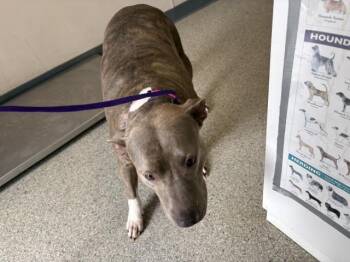 Pit Bull Terrier and Mixed Breed Dogs Available for Adoption in Visalia, California - A253334 | PetCurious