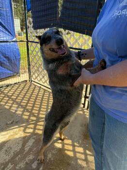 Australian Cattle Dog Blue Heeler Dogs Available for Adoption - Elvis | PetCurious