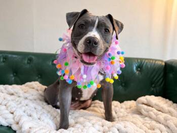 Skyler Soft Spot -  Pit Bull Terrier and Staffordshire Bull Terrier Dog for Adoption in Friendswood, Texas - Skyler Soft Spot | PetCurious