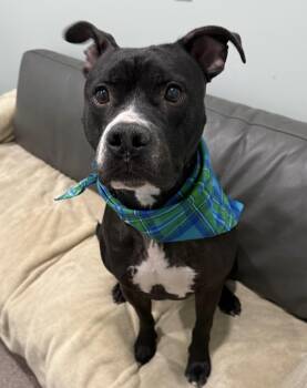 Benny -  Pit Bull Terrier Dog for Adoption in Sault Ste. Marie, Michigan - Benny | PetCurious