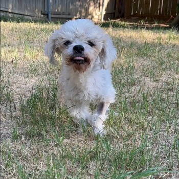 Rescue Poodle Dogs for Adoption in Dallas, Texas - Gertrude | PetCurious