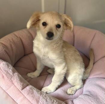 Anna -  Maltipoo Dog for Adoption in Camp Pendleton North, California - Anna | PetCurious