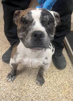 A1913841 -  Pit Bull Terrier and Mixed Breed Dog Available for Adoption in Blythe, California - A1913841 | PetCurious