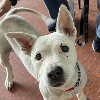 Pit Bull Terrier and American Bulldog Dogs Available for Adoption in East St. Louis, Illinois - Ayla | PetCurious