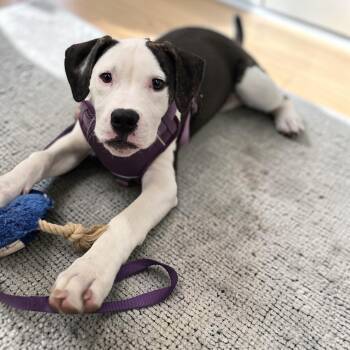 American Bulldog Dogs Available for Adoption - Pluto | PetCurious