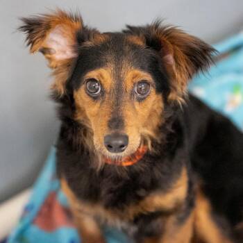 Dachshund and Mixed Breed Dogs Available for Adoption in Peyton, Colorado - Biscotti (MR26-120) | PetCurious