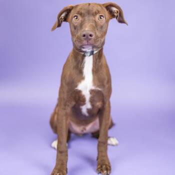 Bodhi -  Mixed Breed and None Dog for Adoption in Portland, Oregon - Bodhi | PetCurious