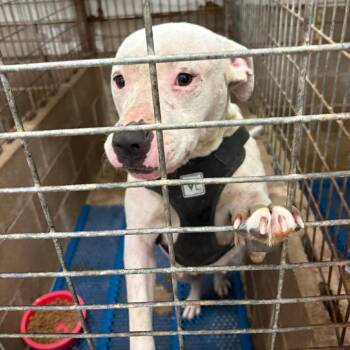 Comet -  Terrier and Mixed Breed Dog for Adoption in Hackett, Arkansas - Comet | PetCurious