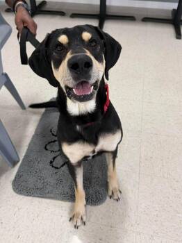 Hound and Black Labrador Retriever Dogs Available for Adoption in Semmes, Alabama - Tater | PetCurious