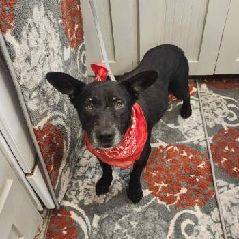 Hope -  Labrador Retriever Dog for Adoption in Oak Point, Texas - Hope | PetCurious