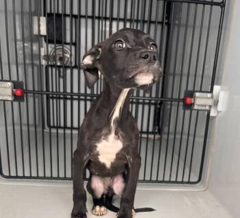 Rescue Mixed Breed Dogs for Adoption in New York, New York - Rory (p) | PetCurious