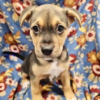 Tilly -  Mixed Breed Dog for Adoption in Elk Grove Village, Illinois - Tilly | PetCurious