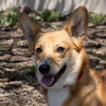 Cardigan Welsh Corgi Dogs Available for Adoption in Mckean, Pennsylvania - Maverick | PetCurious