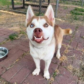 Luna -  Husky and Corgi Dog for Adoption in Fort Collins, Colorado - Luna | PetCurious