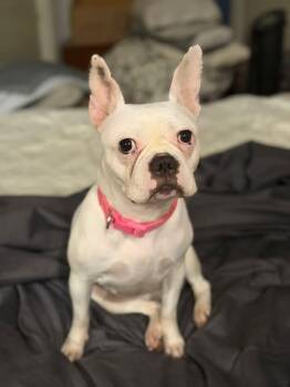 Rescue French Bulldog Dogs for Adoption in Knoxville, Tennessee - Chloe Willow | PetCurious