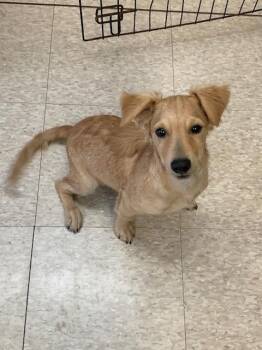 Jasper -  Dachshund and Mixed Breed Dog for Adoption in Boerne, Texas - Jasper | PetCurious