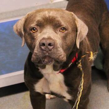 Pit Bull Terrier Dogs Available for Adoption in Fredericksburg, Virginia - 26-00532 | PetCurious