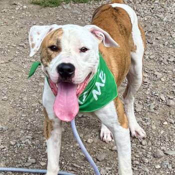 Chowder -  Pit Bull Terrier Dog for Adoption in Buffalo, New York - Chowder | PetCurious