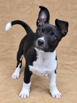 Checkers -  Chihuahua and American Bully Dog for Adoption - Checkers | PetCurious