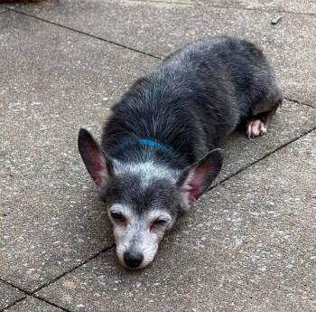 Abe~ -  Chihuahua Dog for Adoption in Columbia, Tennessee - Abe~ | PetCurious