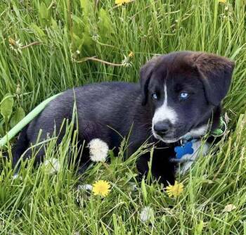 Husky and Labrador Retriever Dogs Available for Adoption in Minnetrista, Minnesota - Sleet | PetCurious