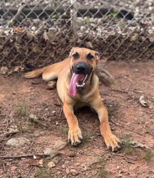 Squirt -  Mixed Breed Dog for Adoption in Danielsville, Georgia - Squirt | PetCurious