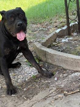 BLACK DADDY -  Mixed Breed Dog for Adoption in Dallas, Texas - BLACK DADDY | PetCurious
