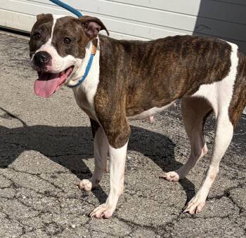 Josie -  Mixed Breed Dog for Adoption in Mckeesport, Pennsylvania - Josie | PetCurious